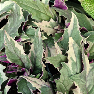 Gynura Aurantiaca 'Variegated Purple Passion'